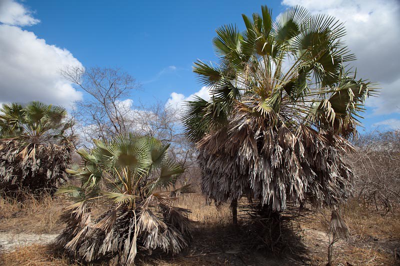 Carnaúba - a árvore da vida | Região de Quixadá - CE