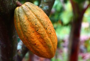 cocoa, cultivation, fruit-1529746.jpg