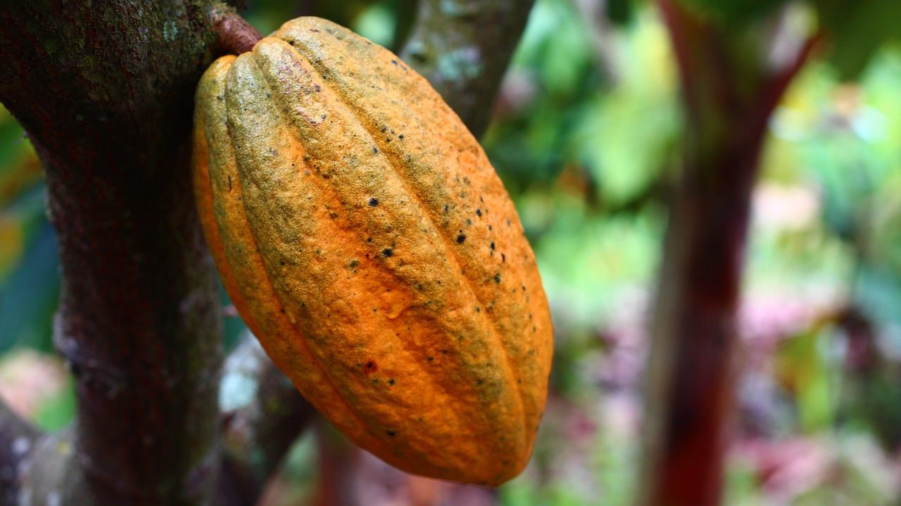 cocoa, cultivation, fruit-1529746.jpg